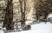 Sheep take shelter on this coastal County Durham farm.